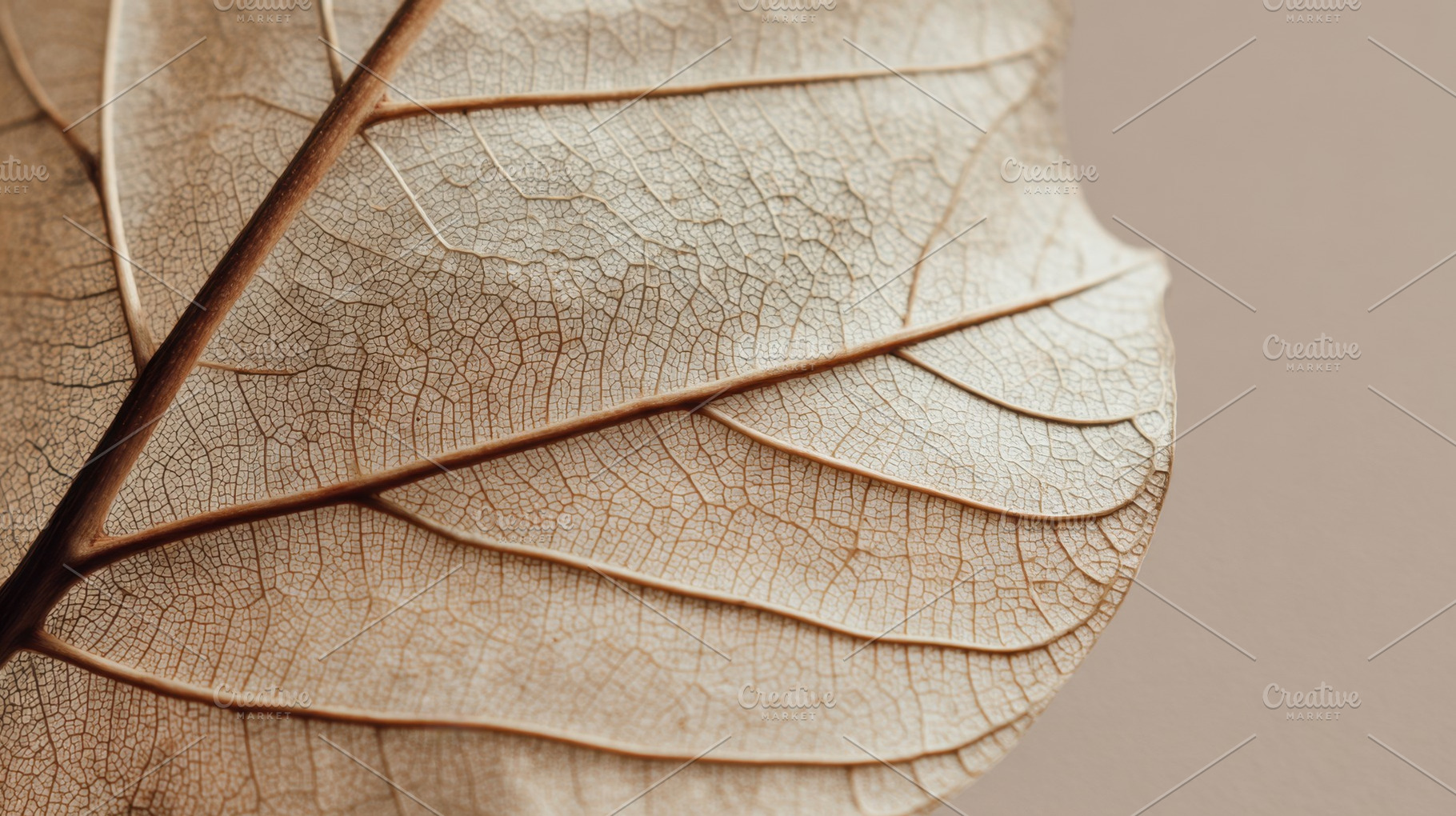 Detailed close-up of a dried leaf, a Photo by Beautiful things