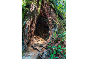 Large opening into inside of tree, a Nature Photo by Backyard Stock