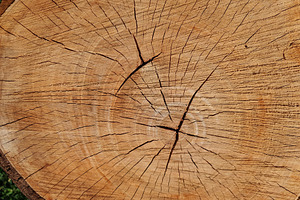 flat brown wood texture background, a Photo by WorldOfPhotos
