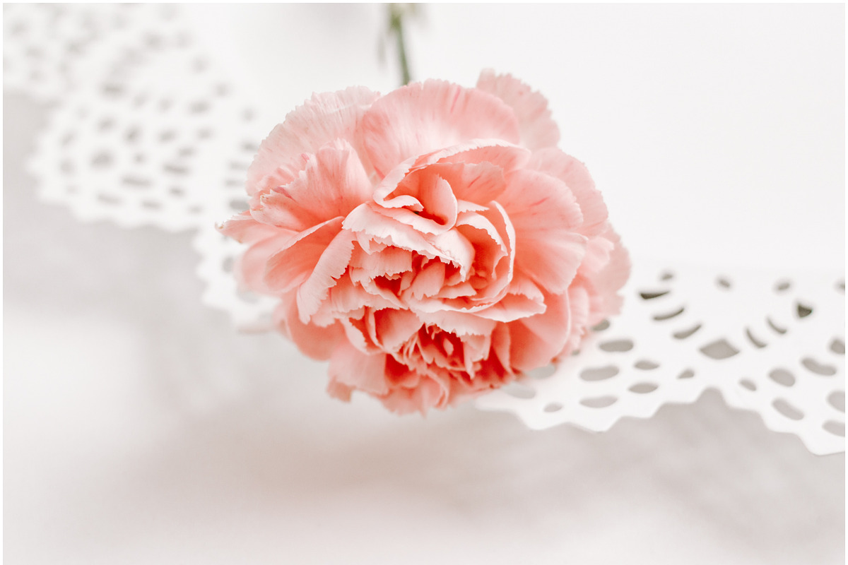Pink Carnations Bundle, a Product Mockup by Peppermint &Tea (Photo 6 of 6)