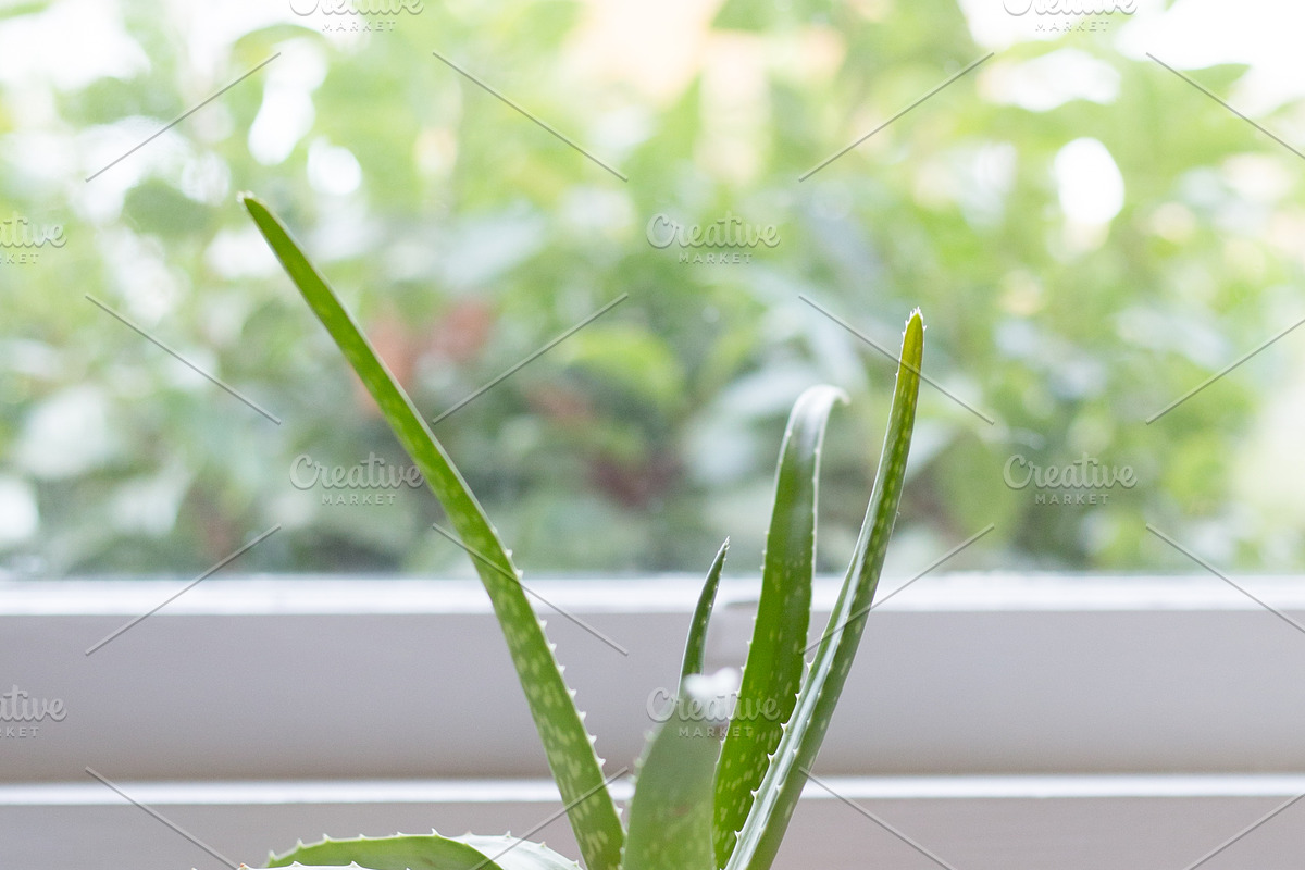 Living with Plants Photo Bundle, a Nature Photo by Wellness Stock Market (Photo 3 of 11)