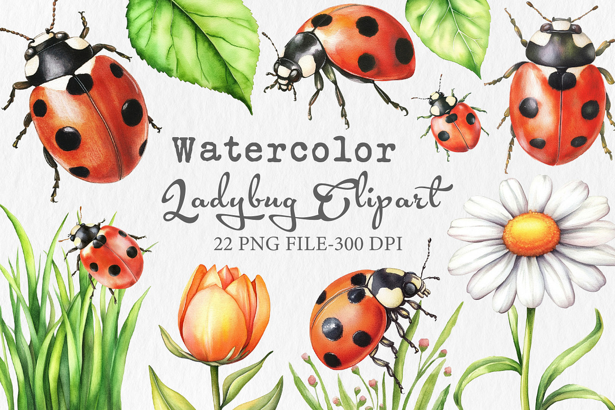 Watercolor Ladybug Clipart, an Illustration by Libby Wishes (Photo 1 of 7)