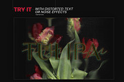 Scanned Tulip Photocopies, a Graphic by Pásha (Thumbnail 5 of 5)
