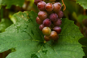 Ripe red grapes cluster hanging above large green leaf vertical photo. Vertical