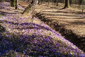 Violet Crocus heuffelianus (Crocus vernus) flowers in spring for, a Nature Photo by YuriyB