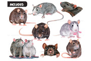 Watercolor realistic rats clipart, an Animal Illustration by ArtfulStudio (Thumbnail 2 of 9)