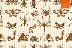 Insects Sketch Set