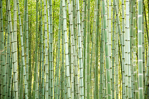 Bamboo trees background, an Abstract Photo by BOOCYS