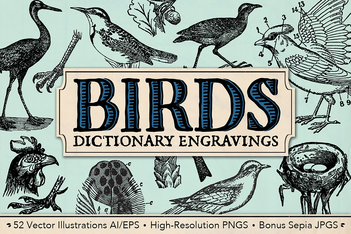 Dictionary Engravings Birds Vintage, an Illustration by Piddix Archives (Photo 1 of 5)