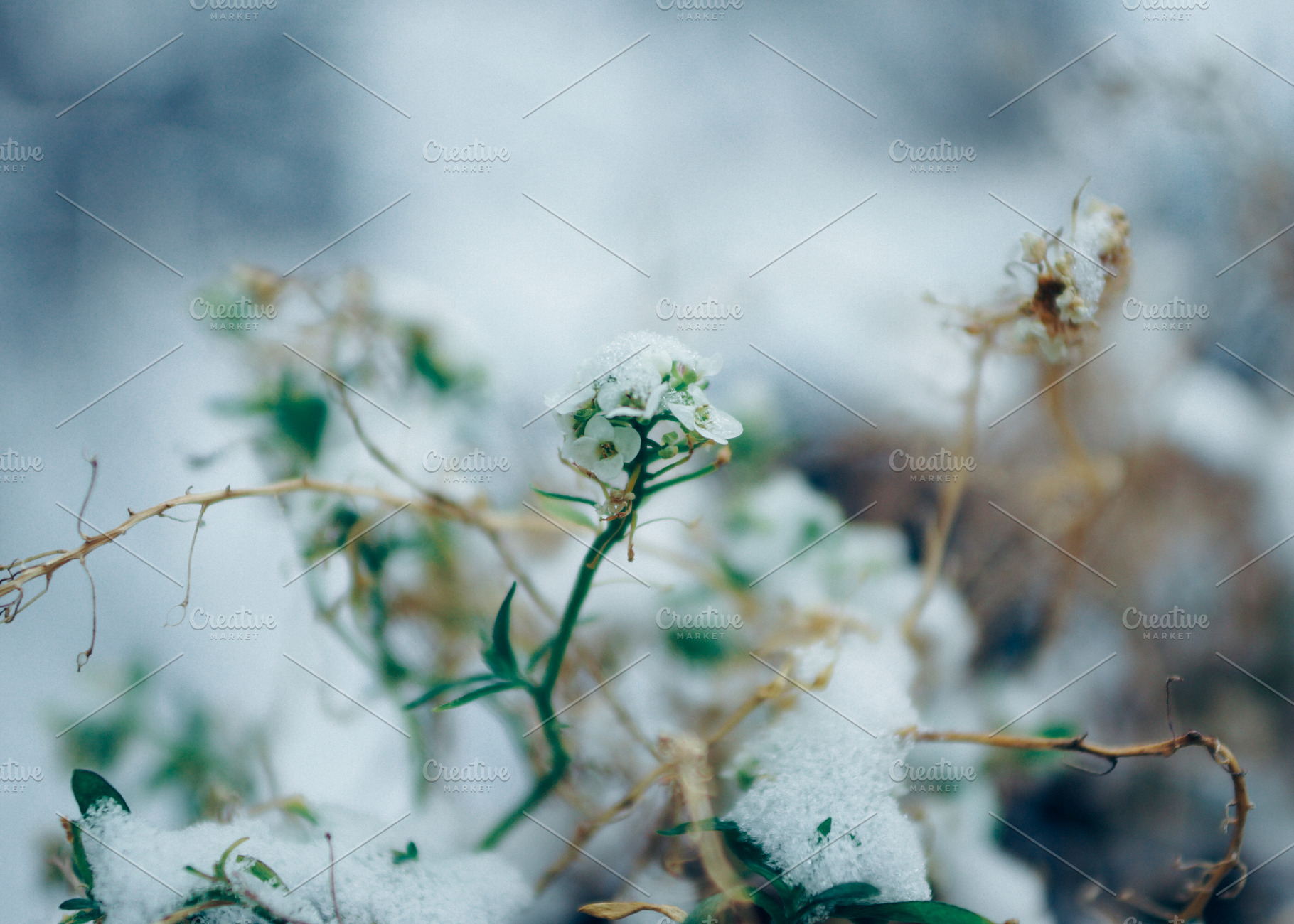 Winter Beauty, a Nature Photo by Nazar Hrabovyi