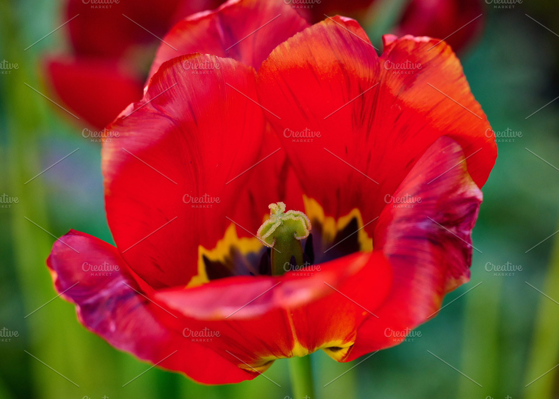 Red bloomed tulip, yellow pestle, sunny day, a Nature Photo by ndanko
