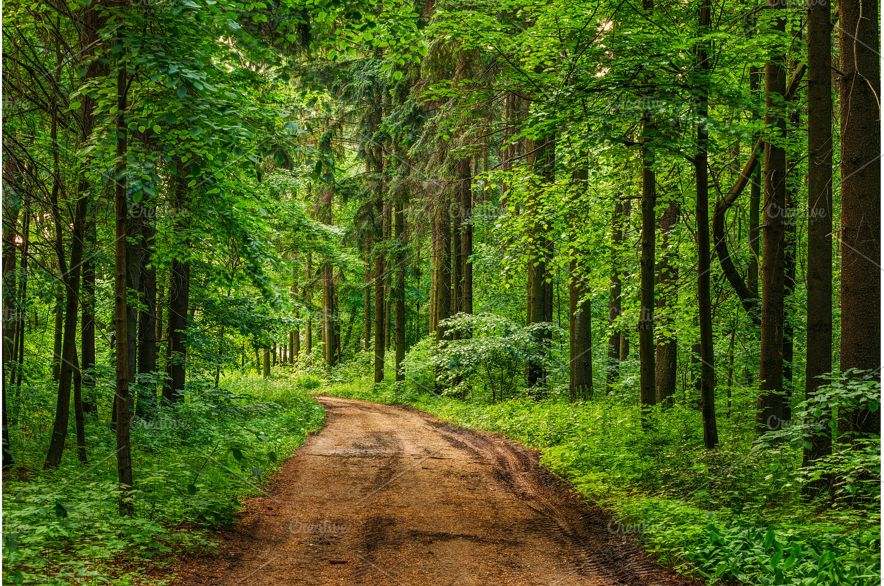 Empty Lane, Path, Way in summer, a Nature Photo by Our Amazing World