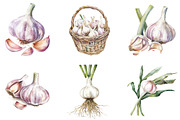 Garlic Watercolor Clipart Bundle, an Illustration by DreamArtGraphic (Thumbnail 3 of 4)