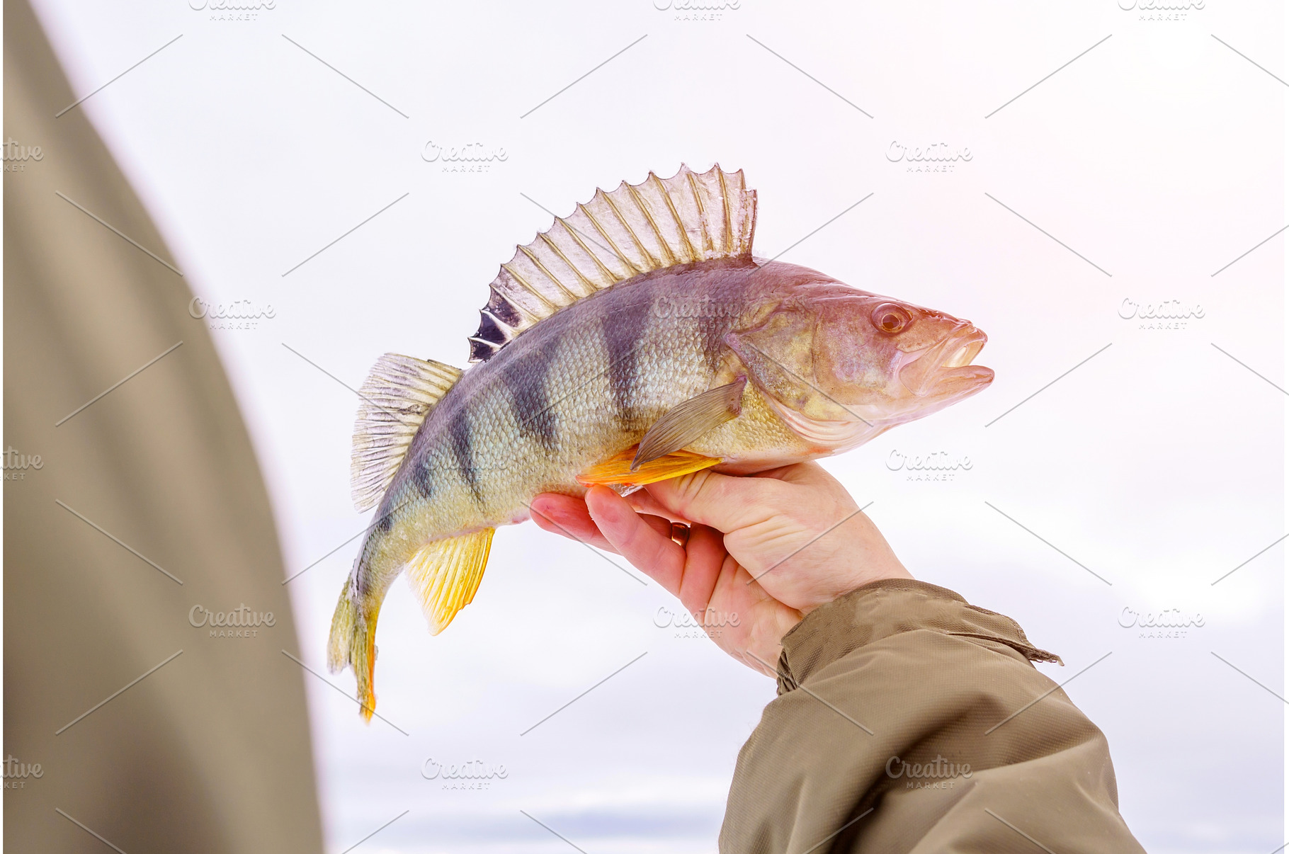 A man fisherman holds a perch fish, an Animal Photo by darksoul72