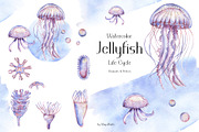 Watercolor Jellyfish Life Cycle Set, an Education Illustration by MayaNavits (Thumbnail 1 of 6)