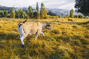 Cow walking in autumn pasture, an Animal Photo by SkyNext