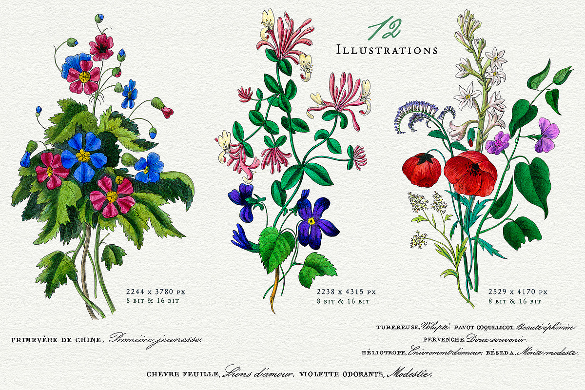 Flore des Dames Vintage French, an Illustration by French Kiss Collections (Photo 2 of 16)