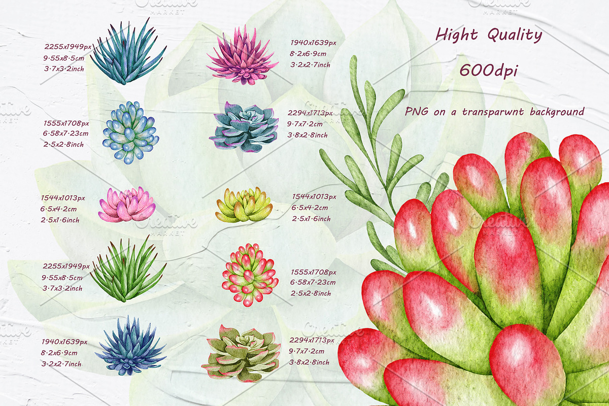 Succulents Watercolor clipart, an Illustration by BarvArt (Photo 8 of 13)
