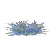 Selaginella V3, an Environmental 3D Model by AndrewWhite (Thumbnail 2 of 9)