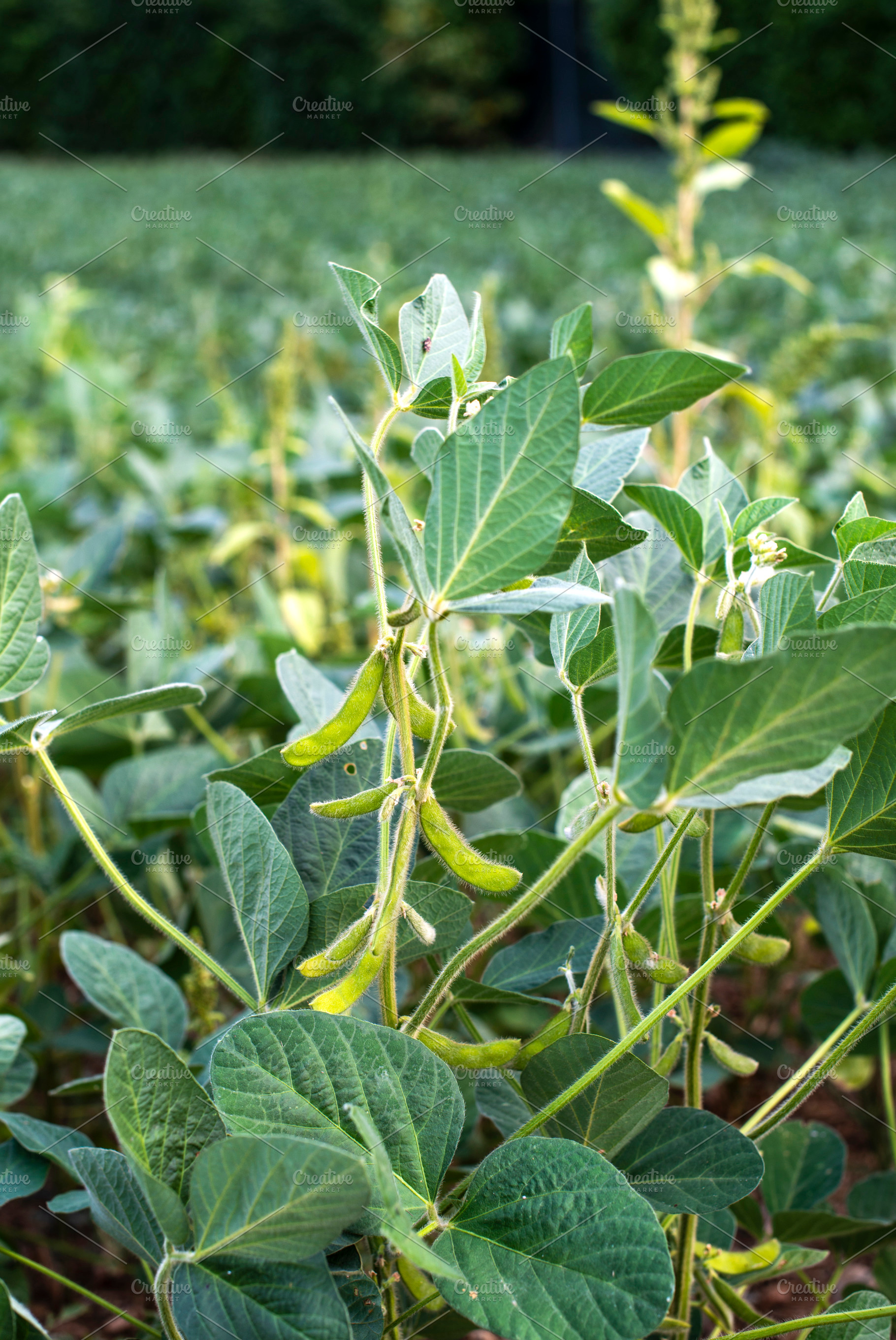 Edamame soybean plantation containing edamame, soybeans, and fresh soybeans, a Food & Drink Photo by Deyan Georgiev
