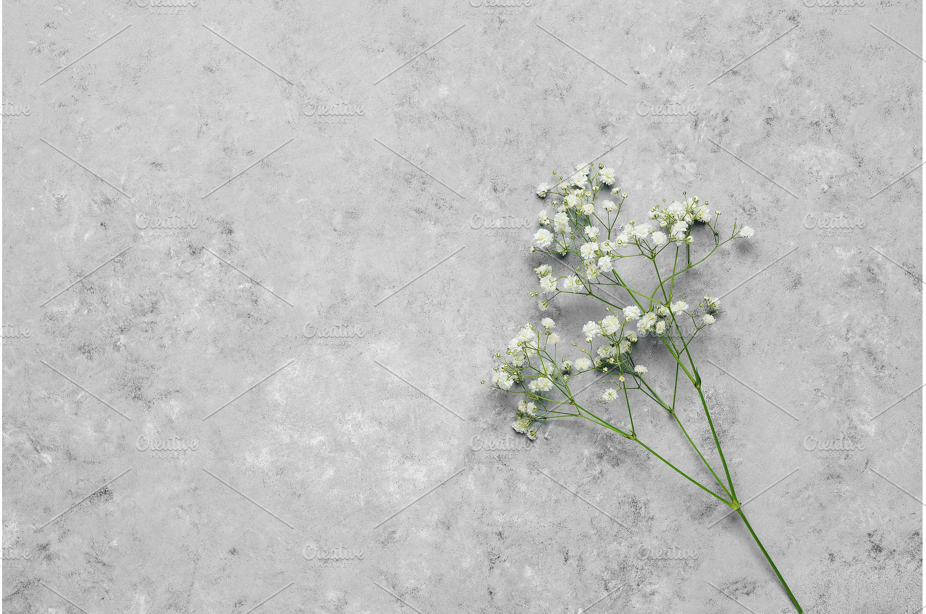 Small white flowers of gypsophila on, a Holiday Photo by Yulia71