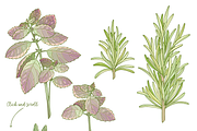 Kitchen herbs set, a Food Illustration by zmeizza (Thumbnail 3 of 7)