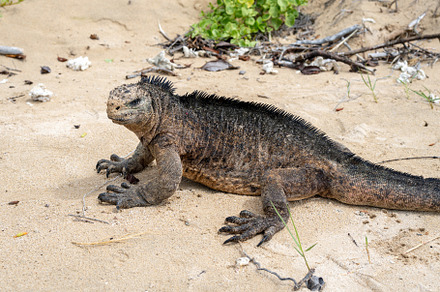 Marine iguana on the sandy shores of Isabela Island, Galapagos A