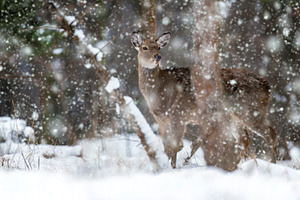 Snow falls on a deer standing in a winter landscape among trees, an Animal Photo by Byrdyak
