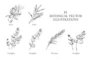 Botanical Vector Illustrations, an Illustration by FoxyImage (Thumbnail 7 of 7)
