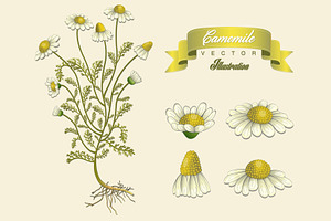 Camomile vintage hand draw