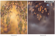 Autumn Portrait Backgrounds, a Background Graphic by MixPixBox (Thumbnail 3 of 8)