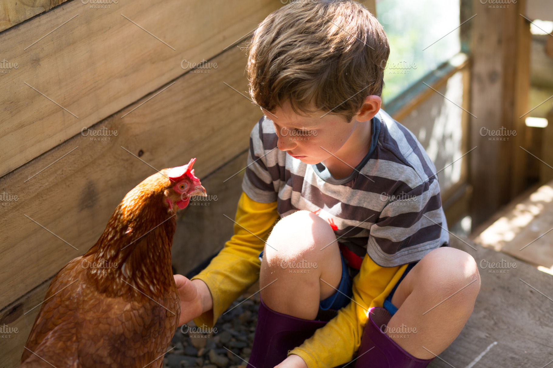 Boy gently pats chicken in hen house, a Person Photo by Retroshutter