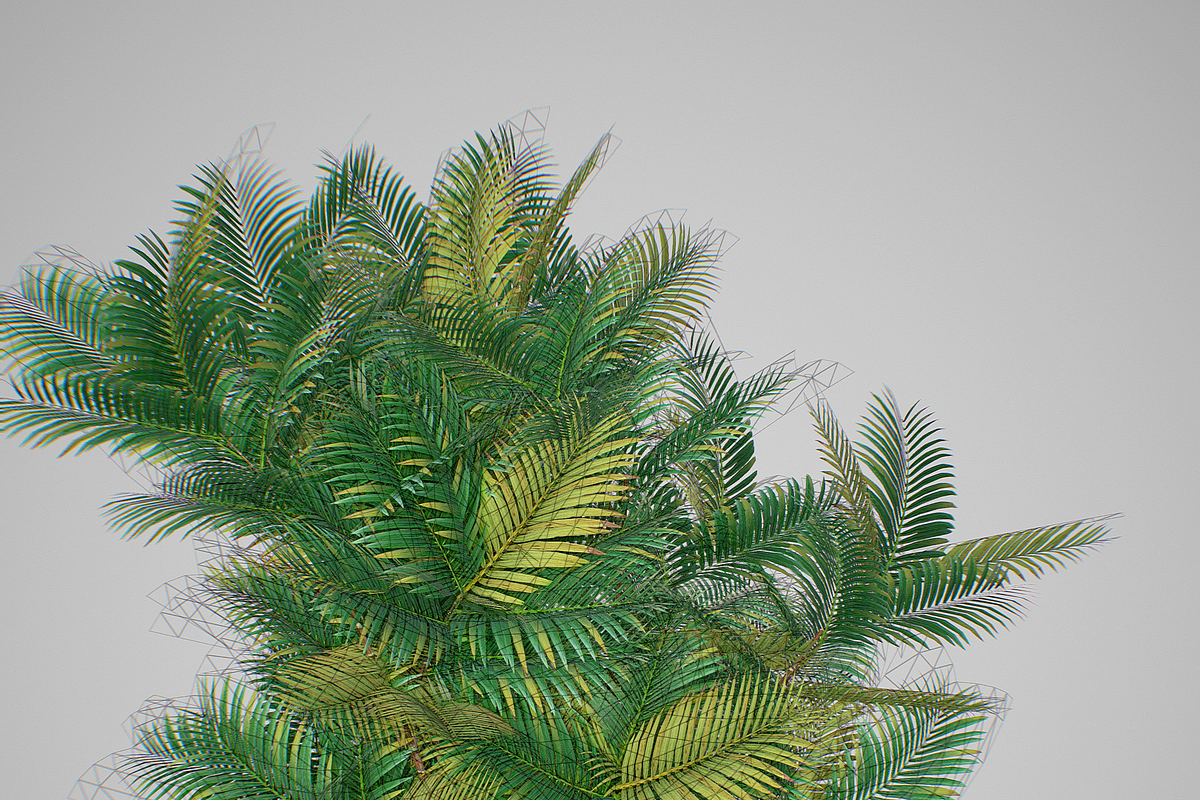 Pinanga coronata, an Environmental 3D Model by AndrewWhite (Photo 19 of 25)