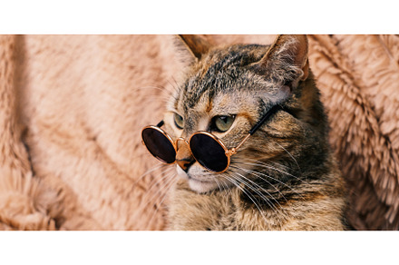 Serious cat in trendy sunglasses