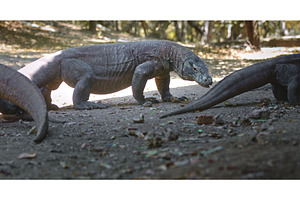 Komodo dragons walking in Komodo, an Animal Photo by Goinyk