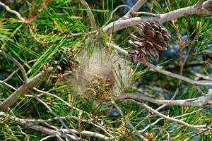 webbed nest of processionary caterpillars in a pine, a Photo by Nito
