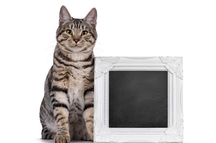 Kurilian Bobtail cat on white