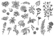 Tea Collection, a Healthcare Illustration by Eugenia Hauss Design (Thumbnail 3 of 3)