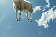116 Flying animals, an Animal Photo by Handmadefont (Thumbnail 105 of 119)