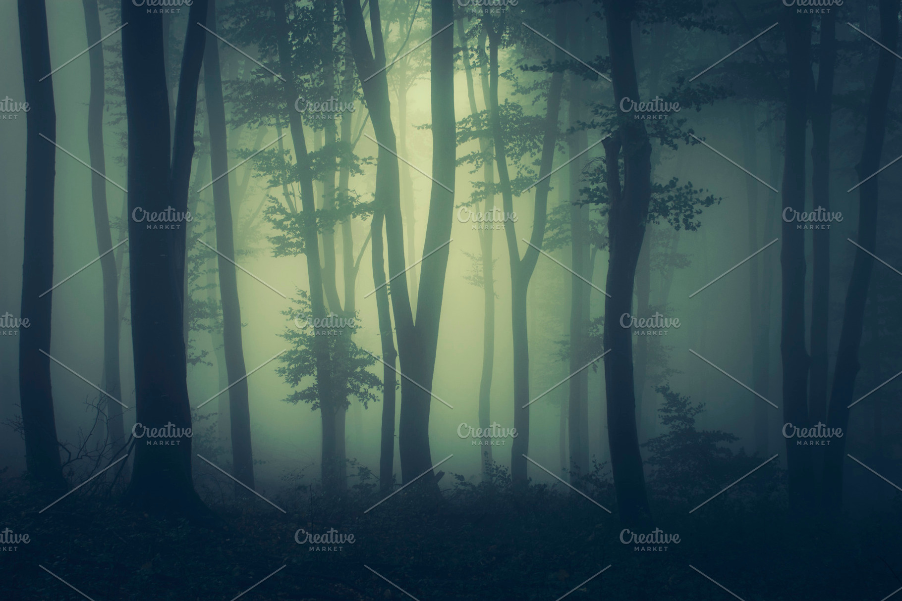 Mysterious foggy Transylvanian woods, a Nature Photo by Atmospheric visuals