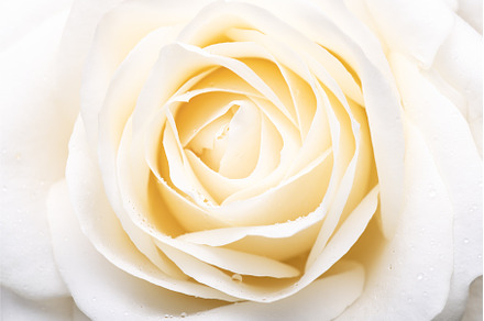 Beautiful big white rose, a Nature Photo by MAnuta