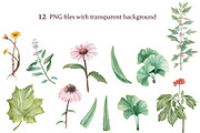 Medicinal herbs in watercolor, a Healthcare Illustration by Dashamoony (Thumbnail 2 of 2)