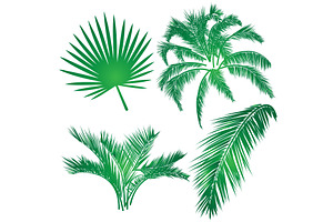 Realistic palm leaf illustration, an Illustration by LogosDen