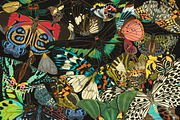 E.A. Séguy HQ Clipart Bundle, an Animal Illustration by Digital Museum (Thumbnail 1 of 10)