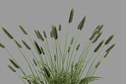 Shrub 2, an Environmental 3D Model by AndrewWhite (Thumbnail 3 of 14)