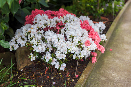 Rhododendron kiusianum Makino white.