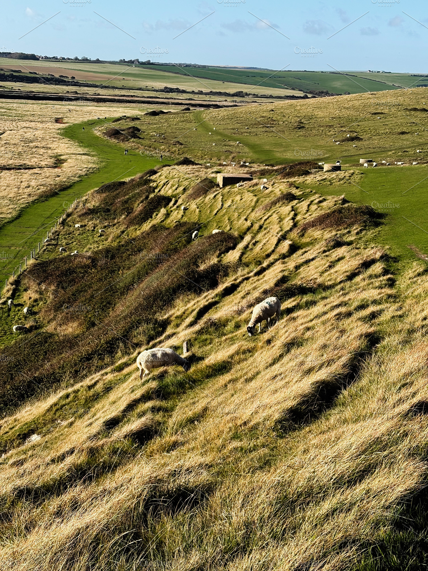 Grazing sheep on a windswept hillside along Seven Sisters Cliffs in East Sussex, a Nature Photo by AS photostudio