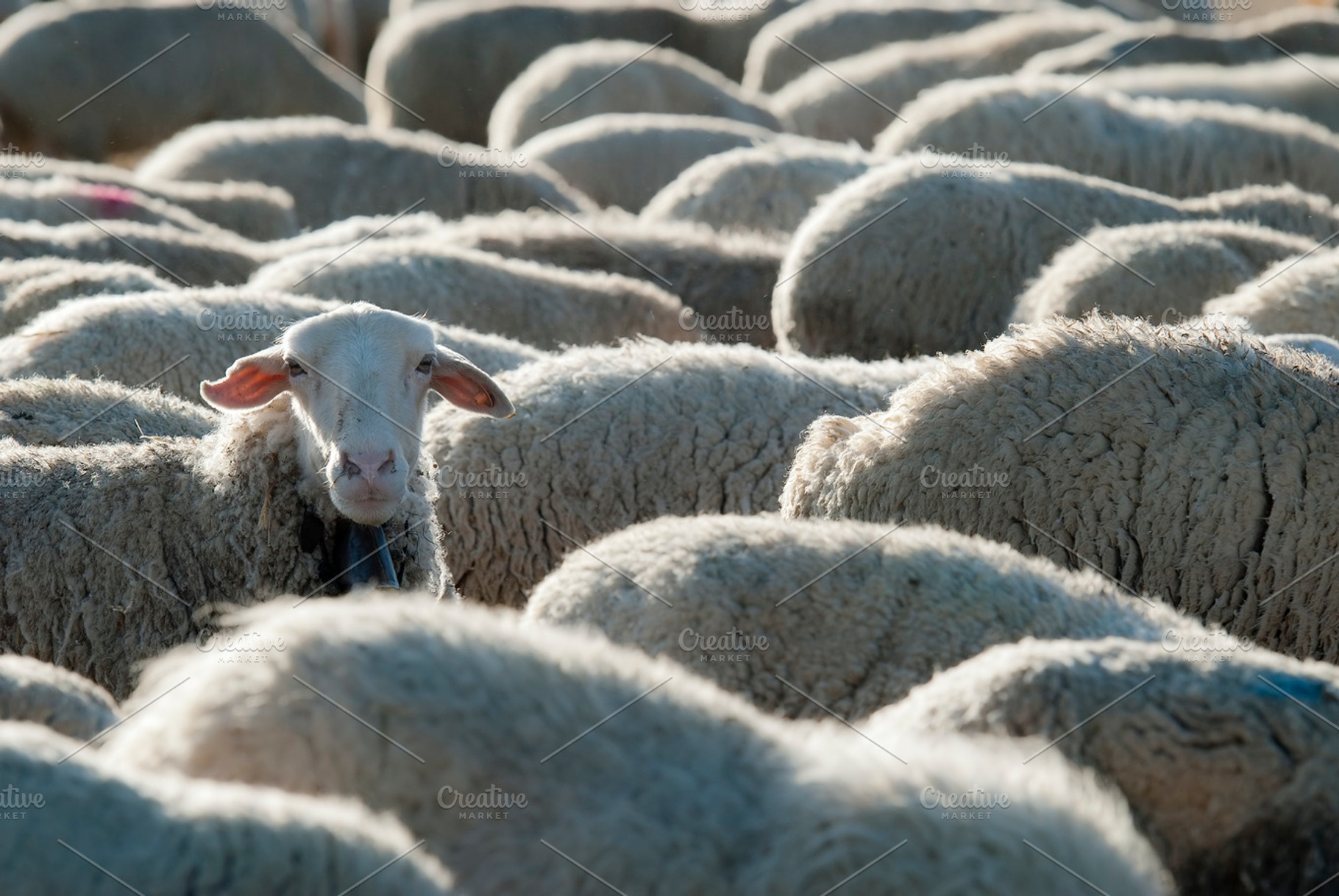 Flock of sheep stock photo containing sheep and animal, an Animal Photo by Angel Simon Photography
