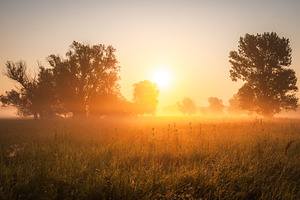 Sunrise over the trees in grasslands