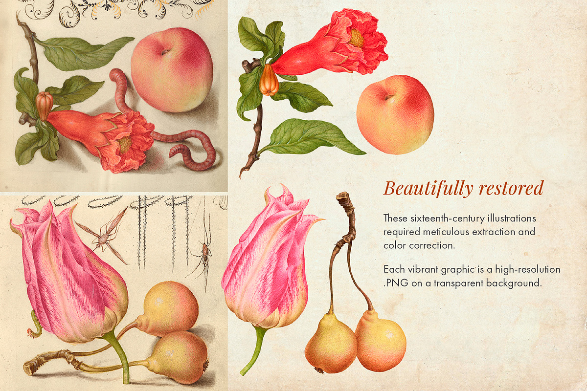 80 Vintage Nature Illustrations, an Object Graphic by The Object Atlas (Photo 9 of 11)